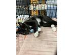 Adopt Exxon JN (Petsmart Taylors Adoption Center) a Domestic Short Hair