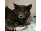 Adopt Clark Gable a Russian Blue, Domestic Long Hair