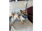 Adopt Kyle a Wirehaired Terrier