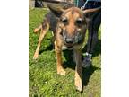 Adopt Bo a German Shepherd Dog