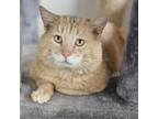 Adopt Macaroni a Domestic Short Hair