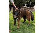 Adopt Jack a Belgian Shepherd / Sheepdog, Dutch Shepherd