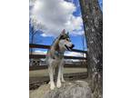Adopt Aspen $100 adoption fee ALL DOGS a Siberian Husky