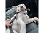 Adopt Bogey a Bull Terrier, Pit Bull Terrier