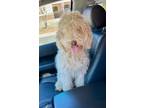 Adopt Baylor a Goldendoodle