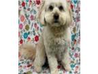 Adopt Frederick a Havanese