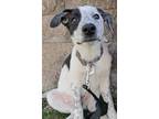 Adopt Earl a Border Collie