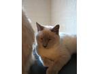 Adopt French Fry a Siamese