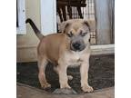 Adopt Gumby GC* a Black Mouth Cur, Shepherd