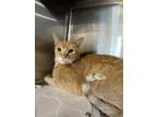 Adopt Danny Devito a Domestic Short Hair, Tabby