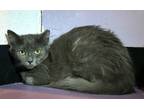 Adopt Ramsey Lewis a Domestic Medium Hair