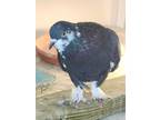 Adopt Liberty a Pigeon