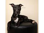 Adopt Lex a Pit Bull Terrier