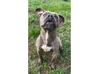 Adopt PETER a Staffordshire Bull Terrier