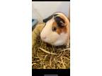 Adopt Ricardo a Guinea Pig