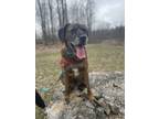 Adopt Murphy a Mastiff