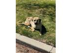 Adopt Rain a Anatolian Shepherd, German Shepherd Dog