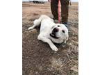 Adopt chuck a Great Pyrenees