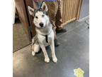 Adopt Marshmallow a Husky