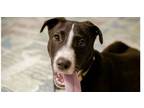 Adopt Diesel a Hound, Labrador Retriever