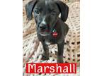 Adopt Marshall a Labrador Retriever