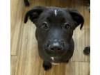 Adopt Rocky a Black Labrador Retriever