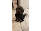 Adopt Dudley a Standard Poodle