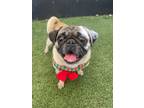 Adopt Chimney *special needs* a Pug