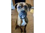 Adopt Bravo a Boxer