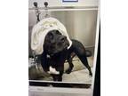 Adopt Macaroni Aloysius a Boxer, Labrador Retriever