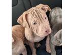 Adopt Shamrock a Pit Bull Terrier, Mixed Breed