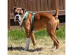 Adopt Bear a Boxer