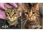 Adopt Alex & Dexter a Tabby