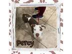 Adopt Percy a Mixed Breed