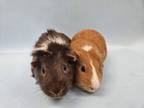 Adopt Bucky a Guinea Pig