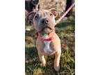 Adopt Ricky Bobby a American Staffordshire Terrier