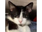 Adopt Pauly a Domestic Short Hair