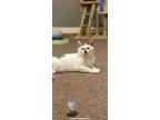 Adopt Patch a Domestic Short Hair