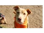 Adopt Henry a Labrador Retriever, German Shepherd Dog