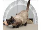 Adopt Thai a Siamese