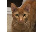 Adopt Rusty a Tabby