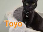 Adopt Toyo a Domestic Short Hair