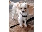 Adopt Bowie (must be adopted with Bambi) a Poodle