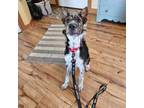 Adopt Scout a Jack Russell Terrier, Cattle Dog
