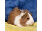 Adopt Classy a Guinea Pig