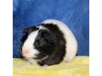 Adopt Areo a Guinea Pig