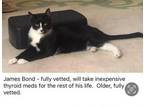 Adopt James Bond a Domestic Short Hair