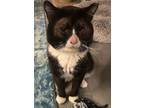 Adopt Ricky Bobby a Domestic Short Hair