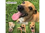 Adopt Wonder Bread a Terrier, Mixed Breed