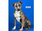Adopt SIKE (Spike) a Boxer, Mixed Breed